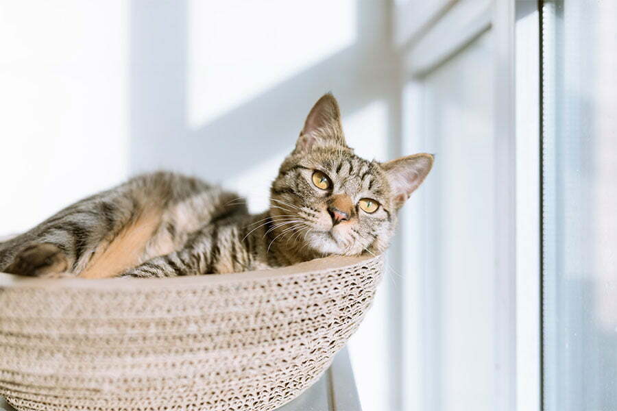 A bored cat sitting in a cat bed, looking out of a window. Eric Han / Unsplash