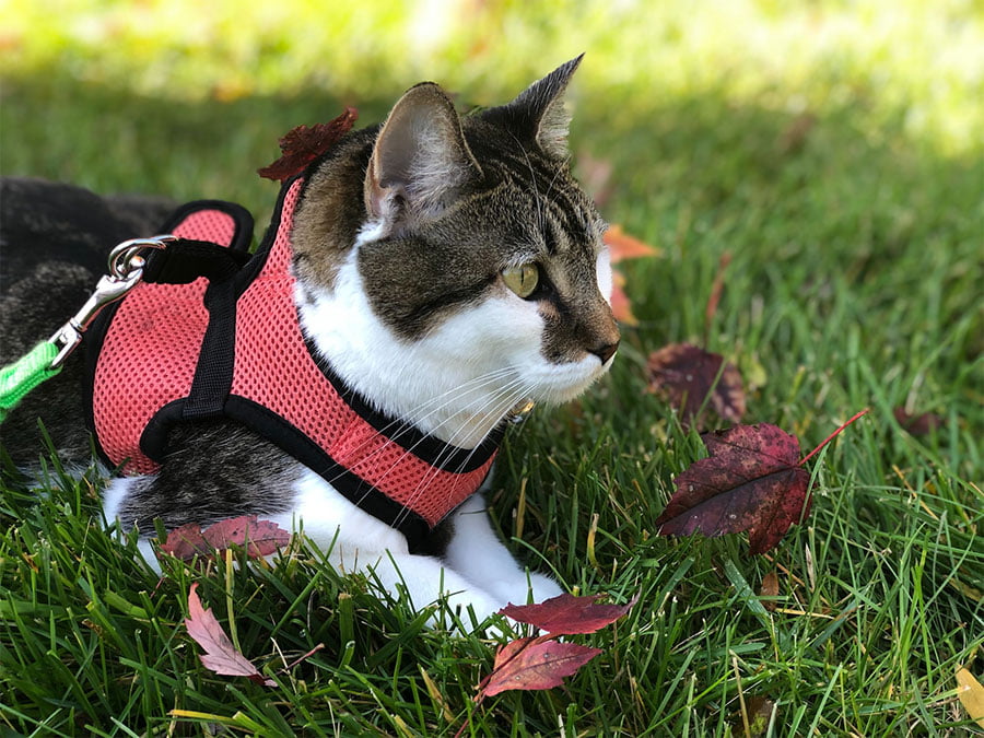 A cat wearing a harness with leash, lying on the grass. Greeshma Gangadharan / Unsplash