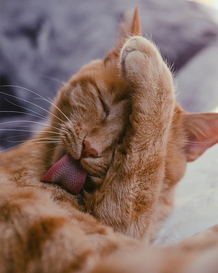 Ginger cat grooming itself. Valeria Strogoteanu / Unsplash