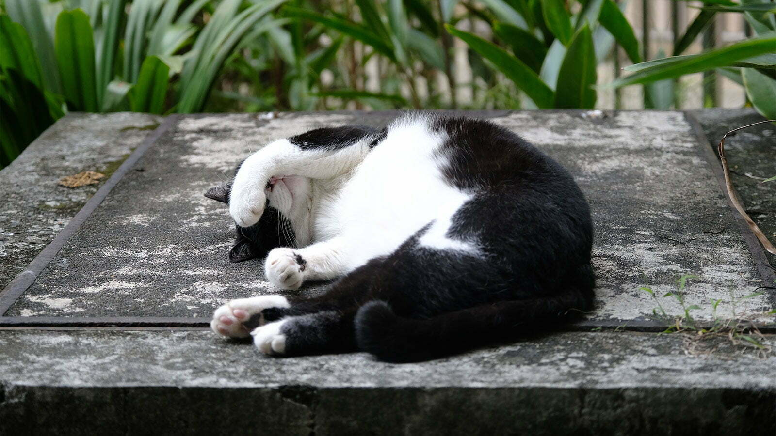 How to Tell If Your Cat Is Bored (and What to Do About It)